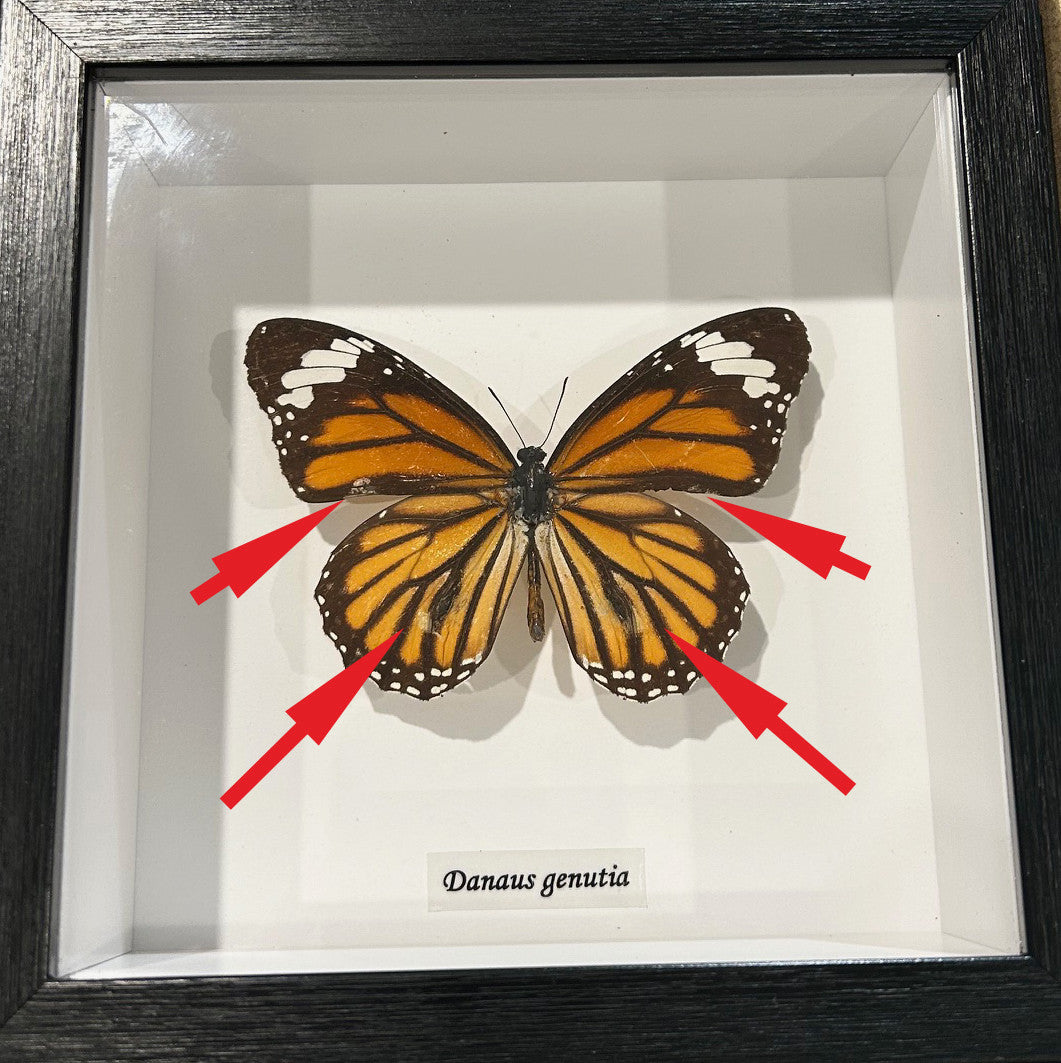 Danaus genutia #8A  ( special )