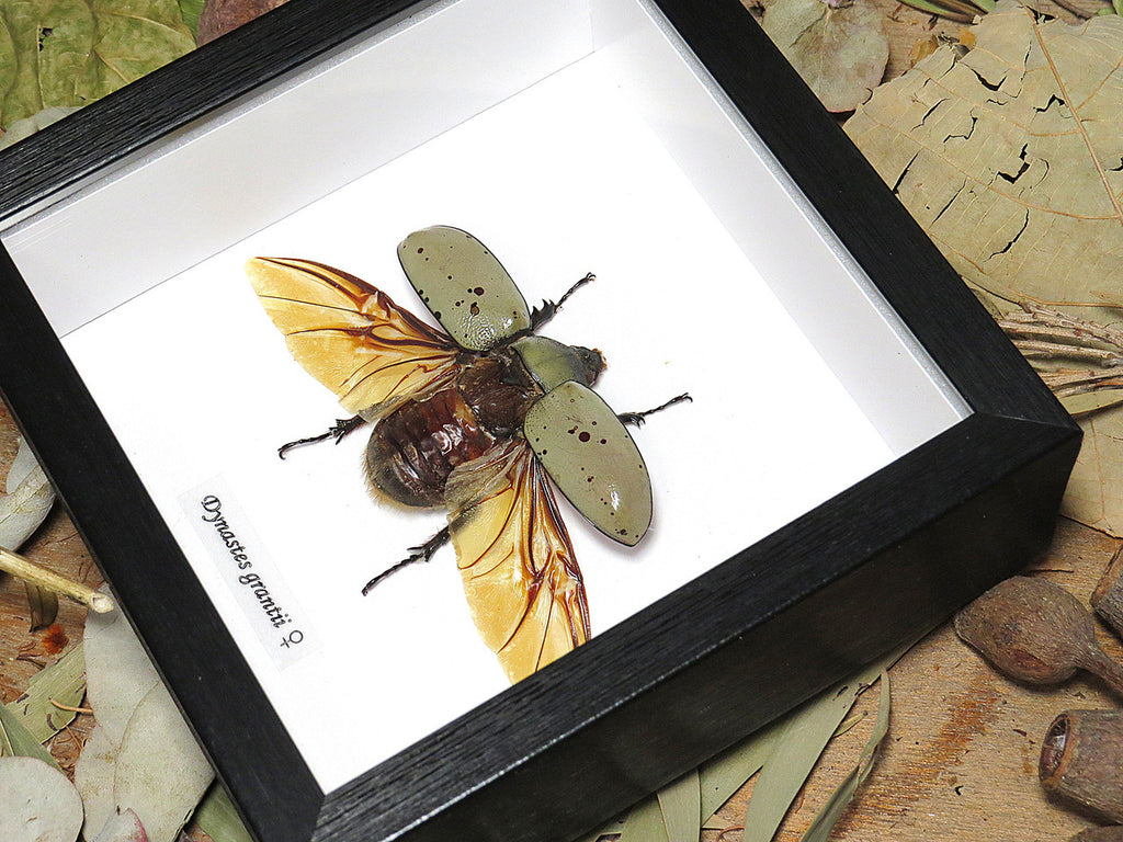 Dynastes granti 
