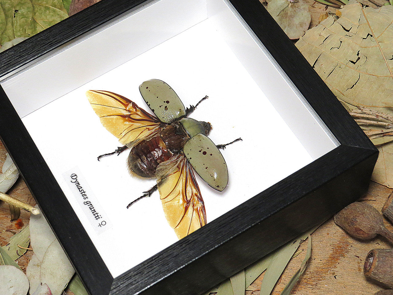 Dynastes granti 