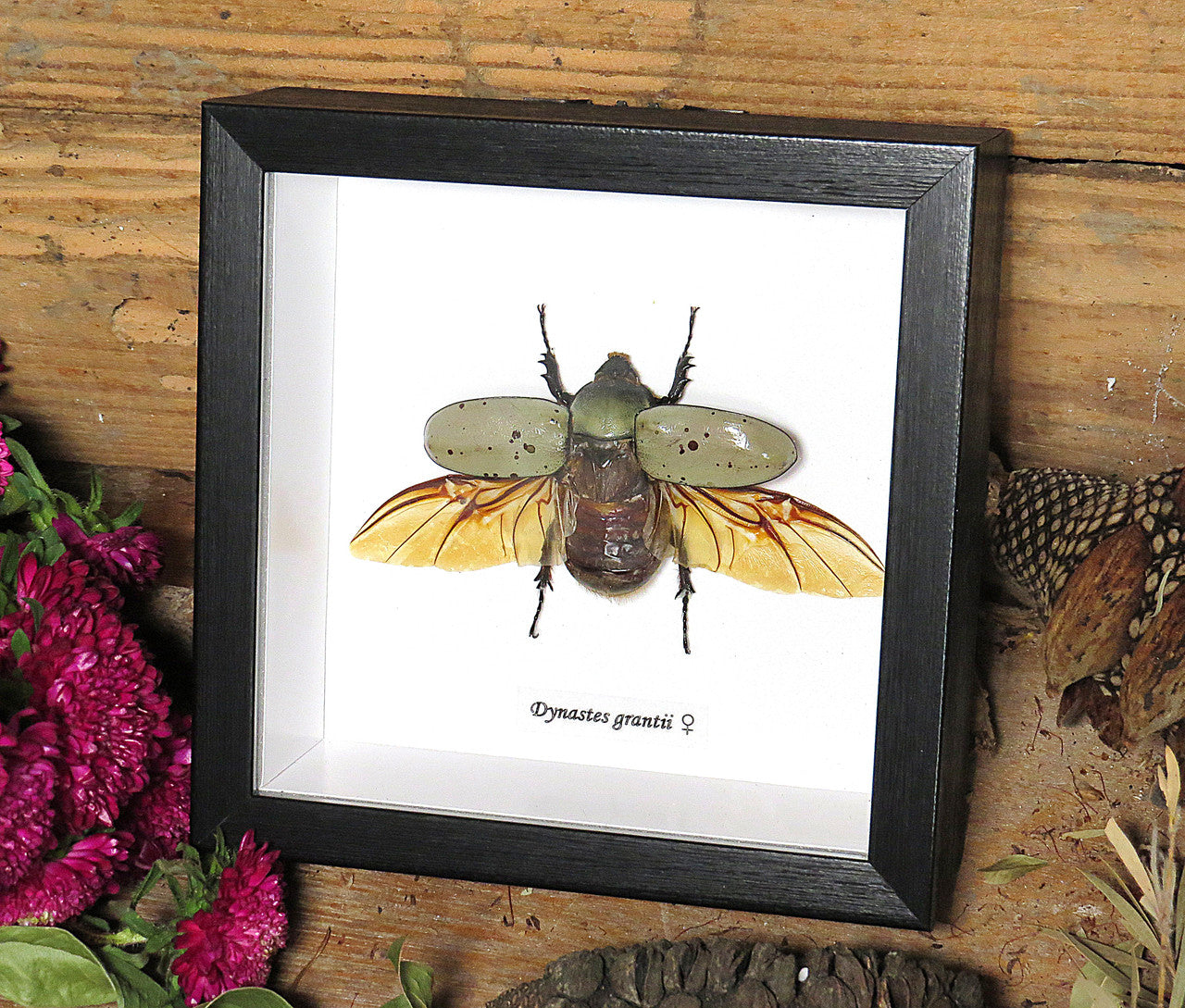 Dynastes granti 