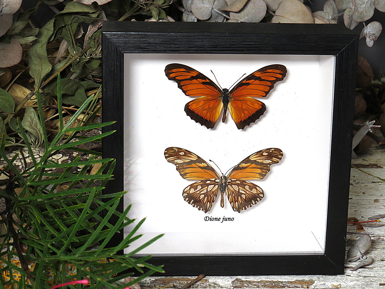 Dione juno
