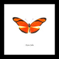 Real butterfly Bits & Bugs 
