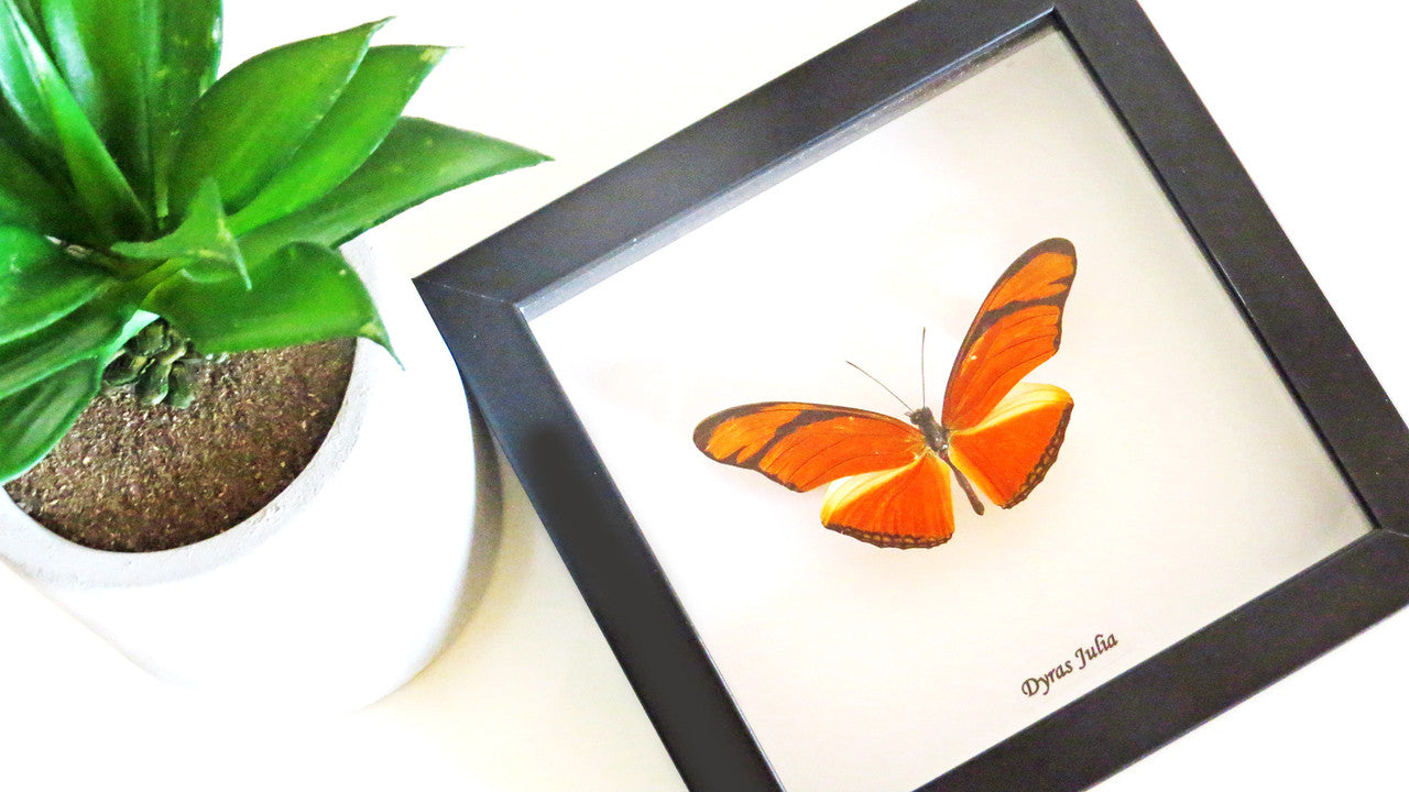 Real butterfly Bits & Bugs 
