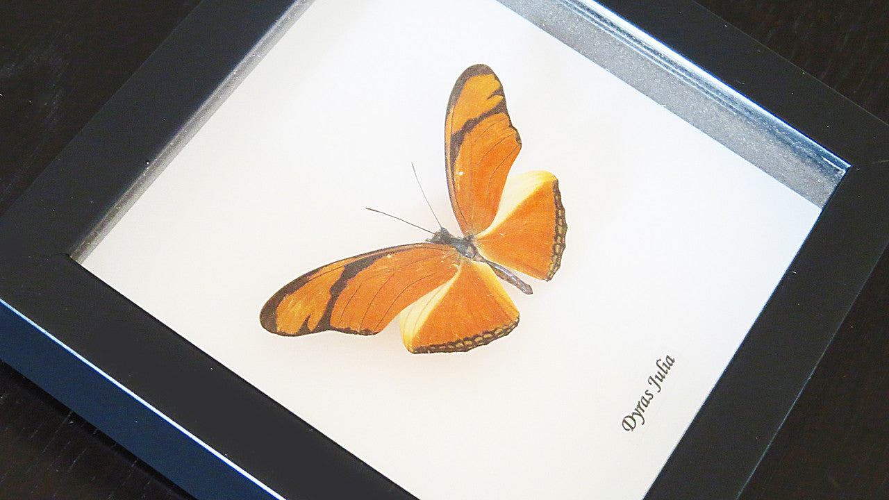 Real butterfly Bits & Bugs 