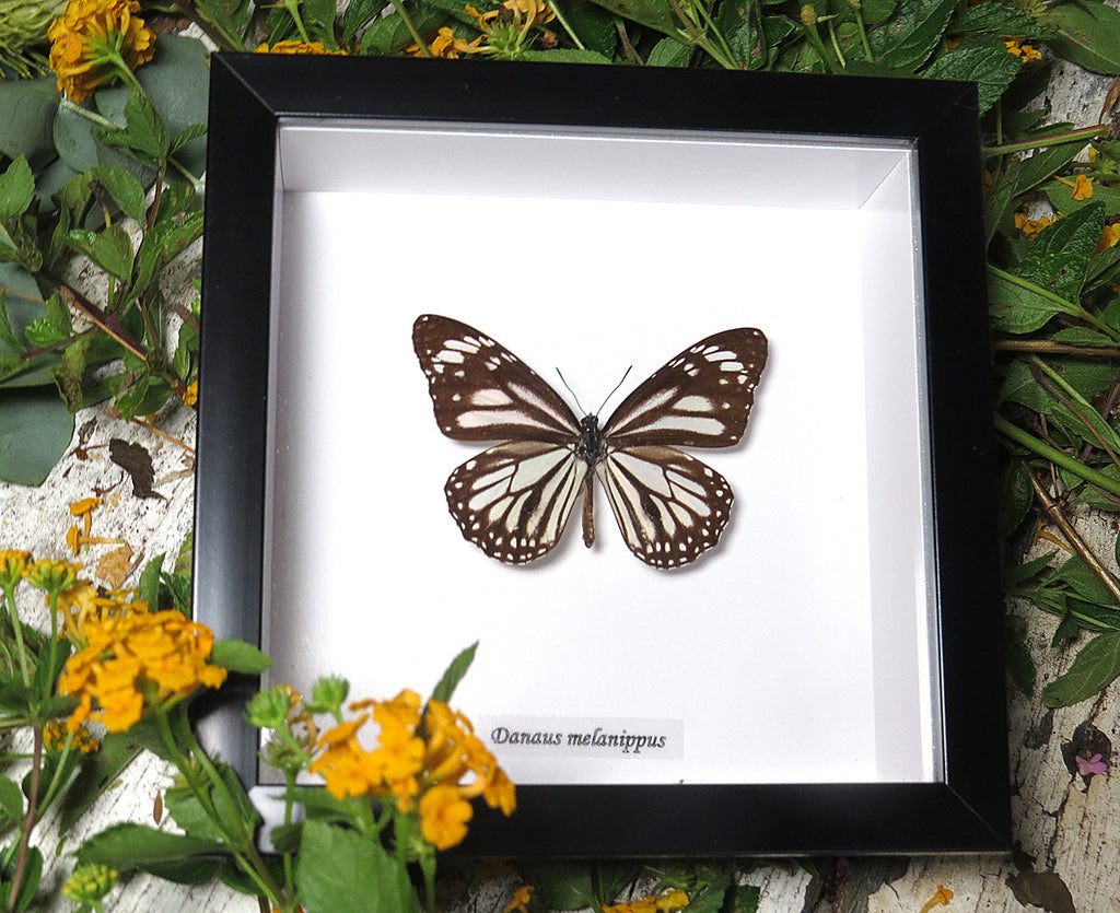 Danaus melanippus