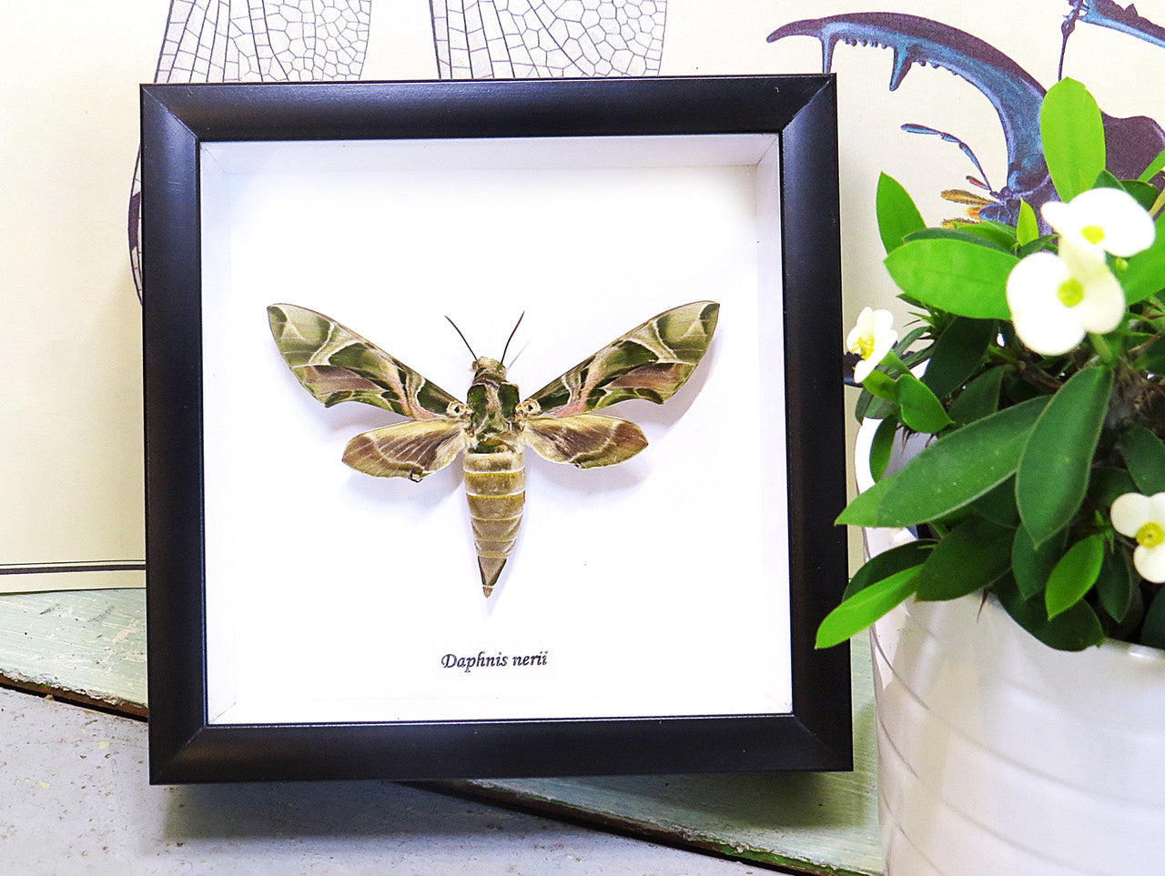 saturnid sphinx moth Africa Daphnis nerii   Bits & Bugs