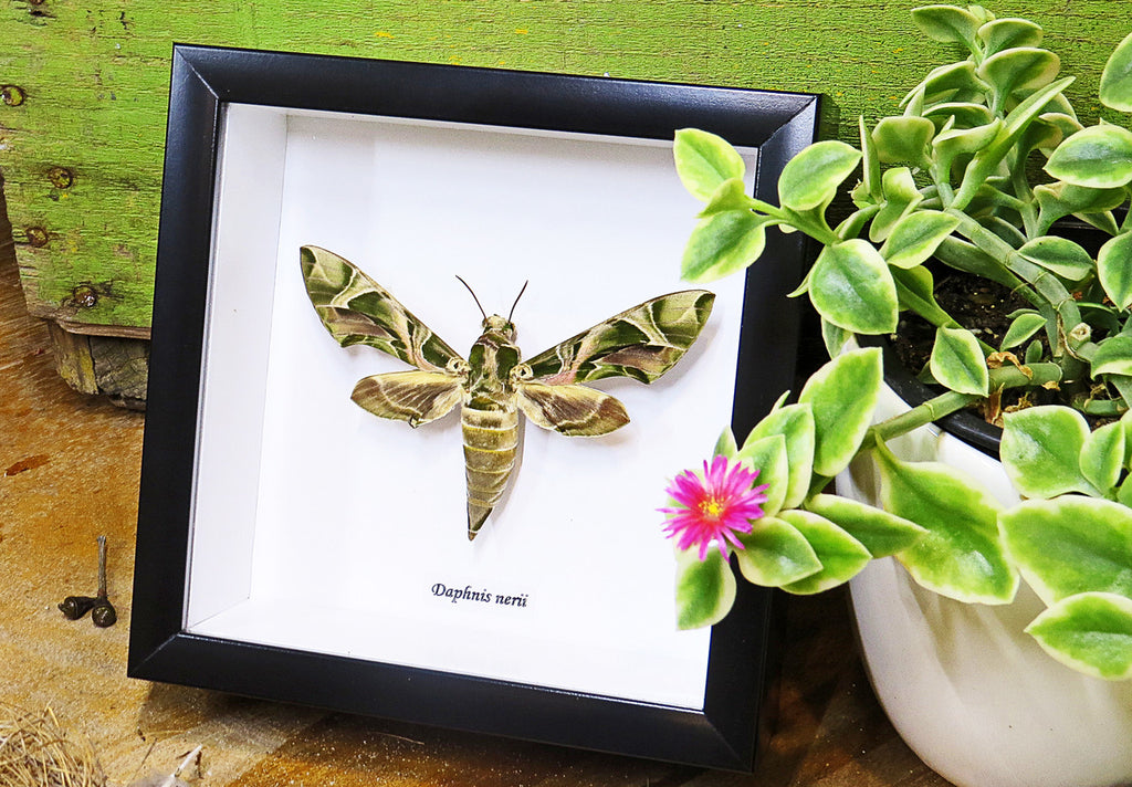 saturnid sphinx moth Africa Daphnis nerii   Bits & Bugs