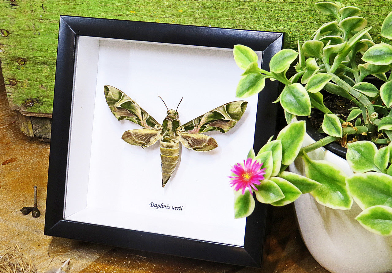 saturnid sphinx moth Africa Daphnis nerii   Bits & Bugs