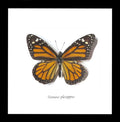 Australian butterfly for sale Monarch butterfly Bits&Bugs 