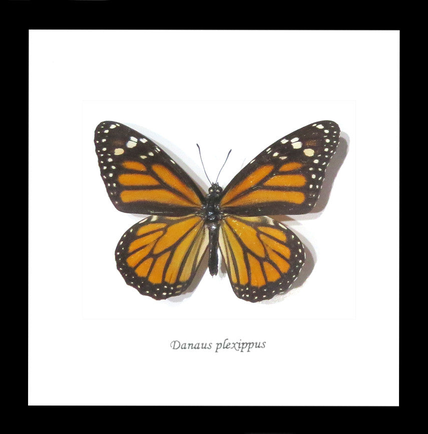 Australian butterfly for sale Monarch butterfly Bits&Bugs 