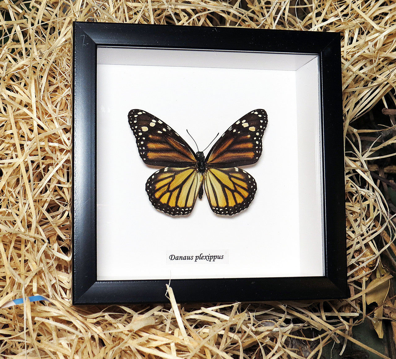 Danaus plexippus Monarch butterfly Female