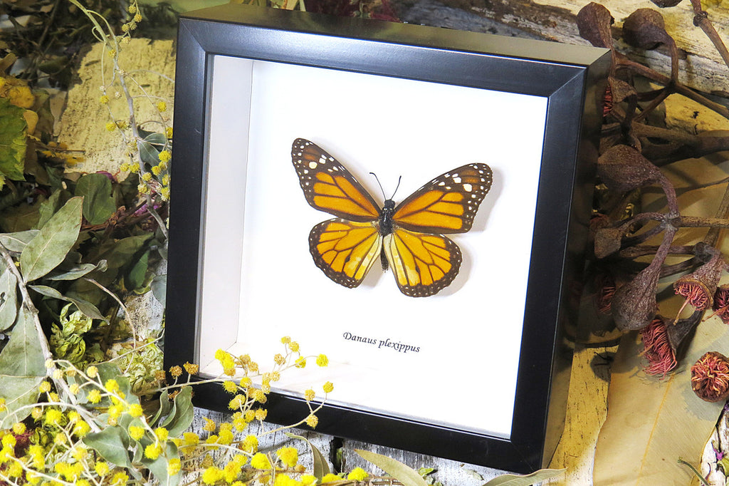 Australian butterfly for sale Monarch butterfly Bits&Bugs 