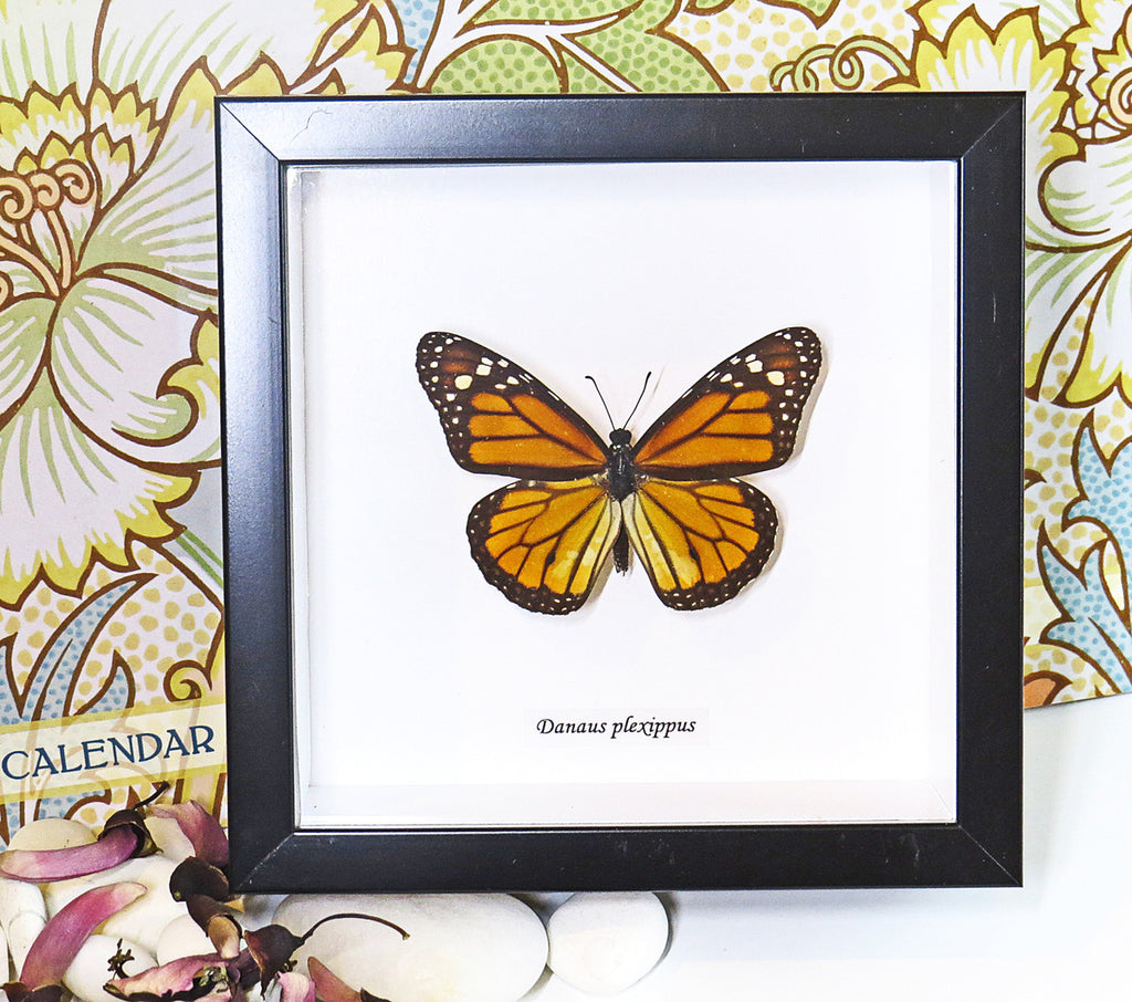 danaus plexippus