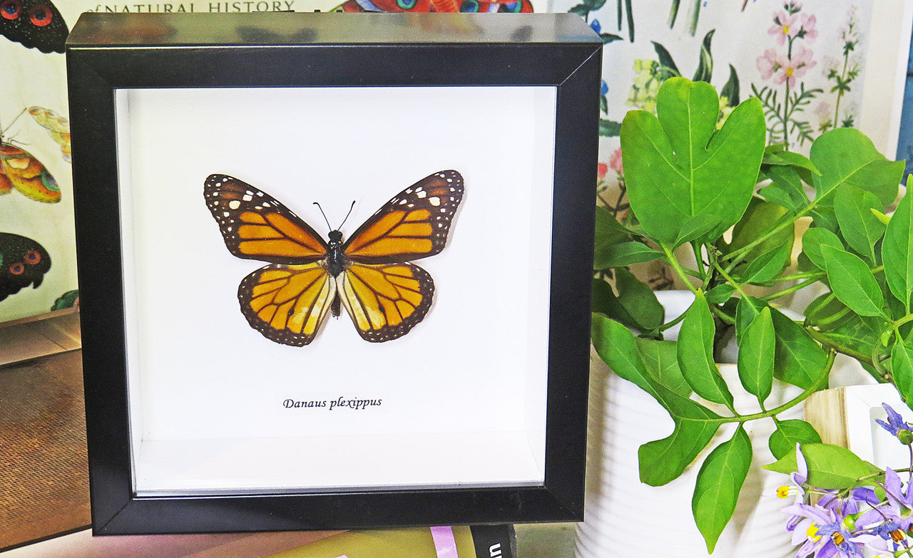 Australian butterfly for sale Monarch butterfly Bits&Bugs 