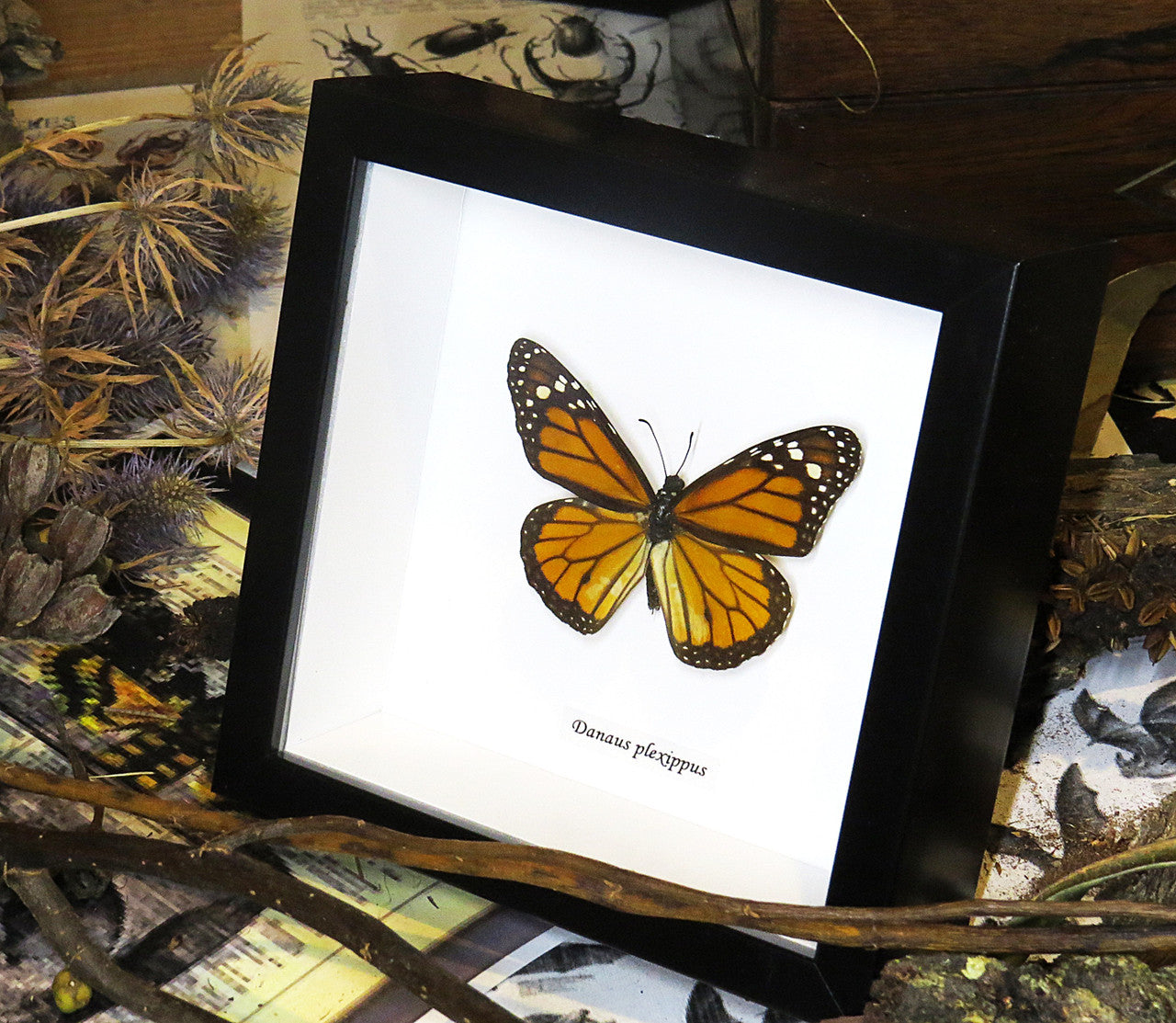 Australian butterfly for sale Monarch butterfly Bits&Bugs 