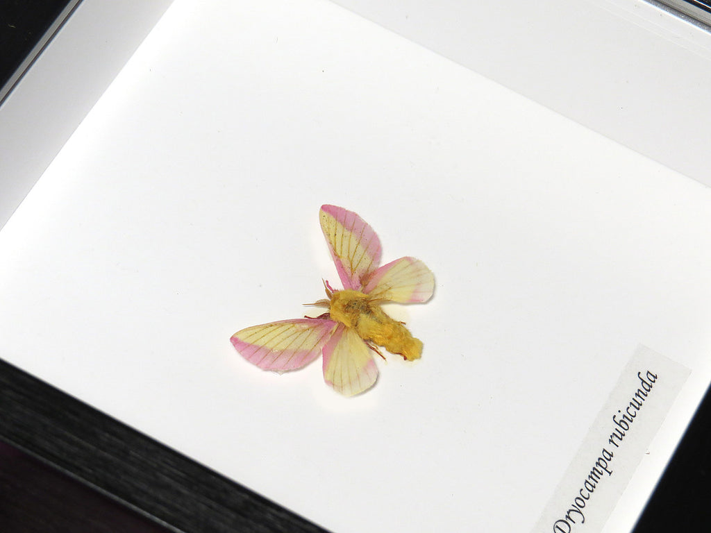 Dryocampa rubicunda ( Rosy Maple Moth )