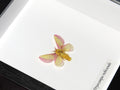 Dryocampa rubicunda # A- ( Rosy Maple Moth ) SPECIAL