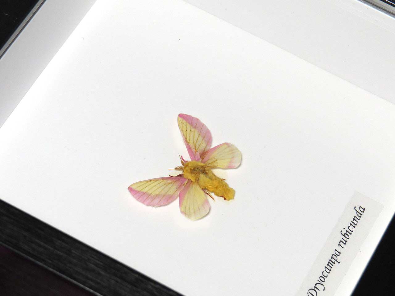 Dryocampa rubicunda # A+( Rosy Maple Moth ) SPECIAL