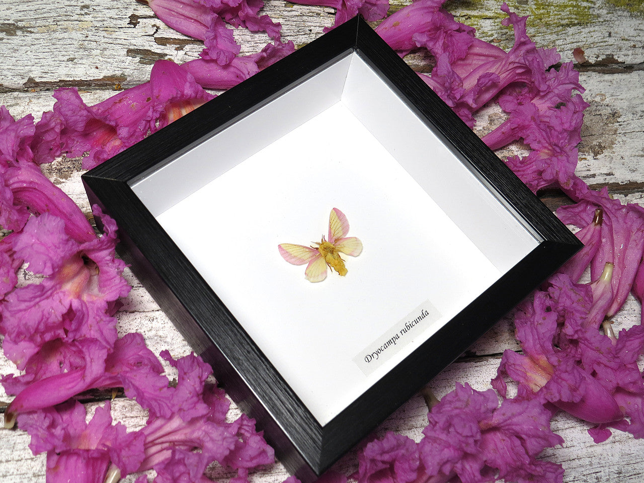 Dryocampa rubicunda ( Rosy Maple Moth )