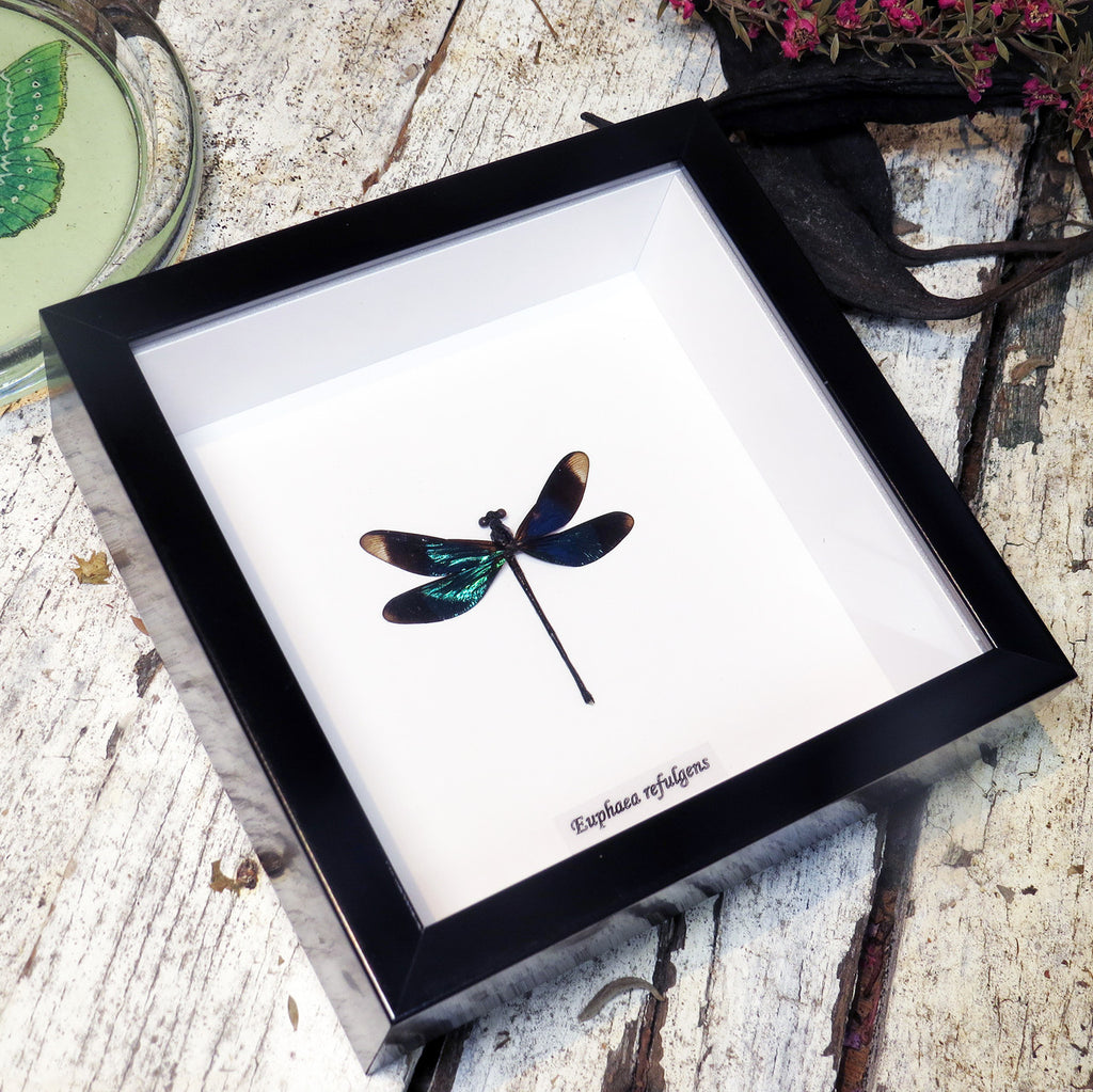 Euphaea refulgens