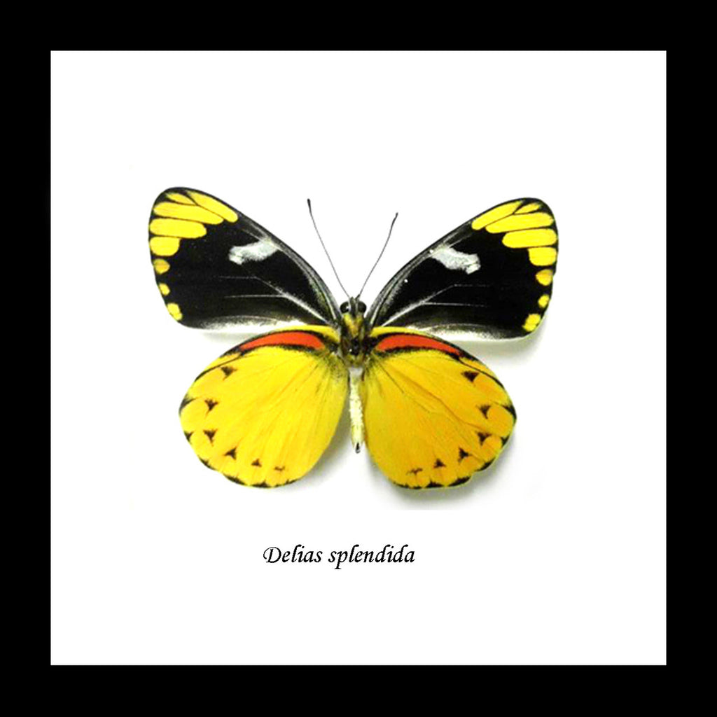 Real butterfly Delias splendida Bits & Bugs 
