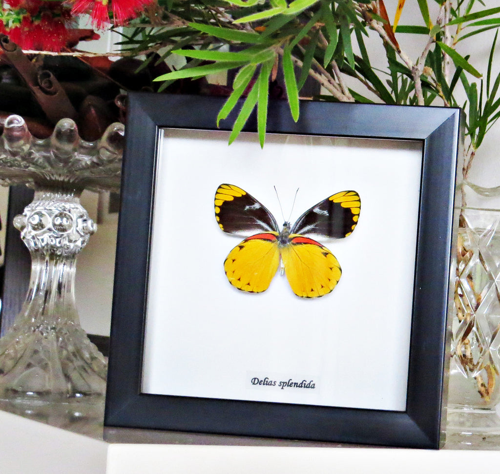 Real butterfly Delias splendida Bits & Bugs 