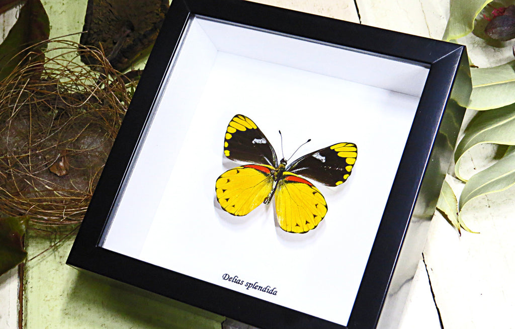 Real butterfly Delias splendida Bits & Bugs 