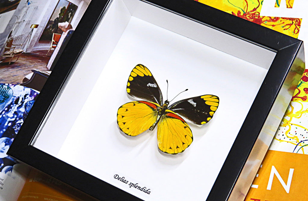 Real butterfly Delias splendida Bits & Bugs 