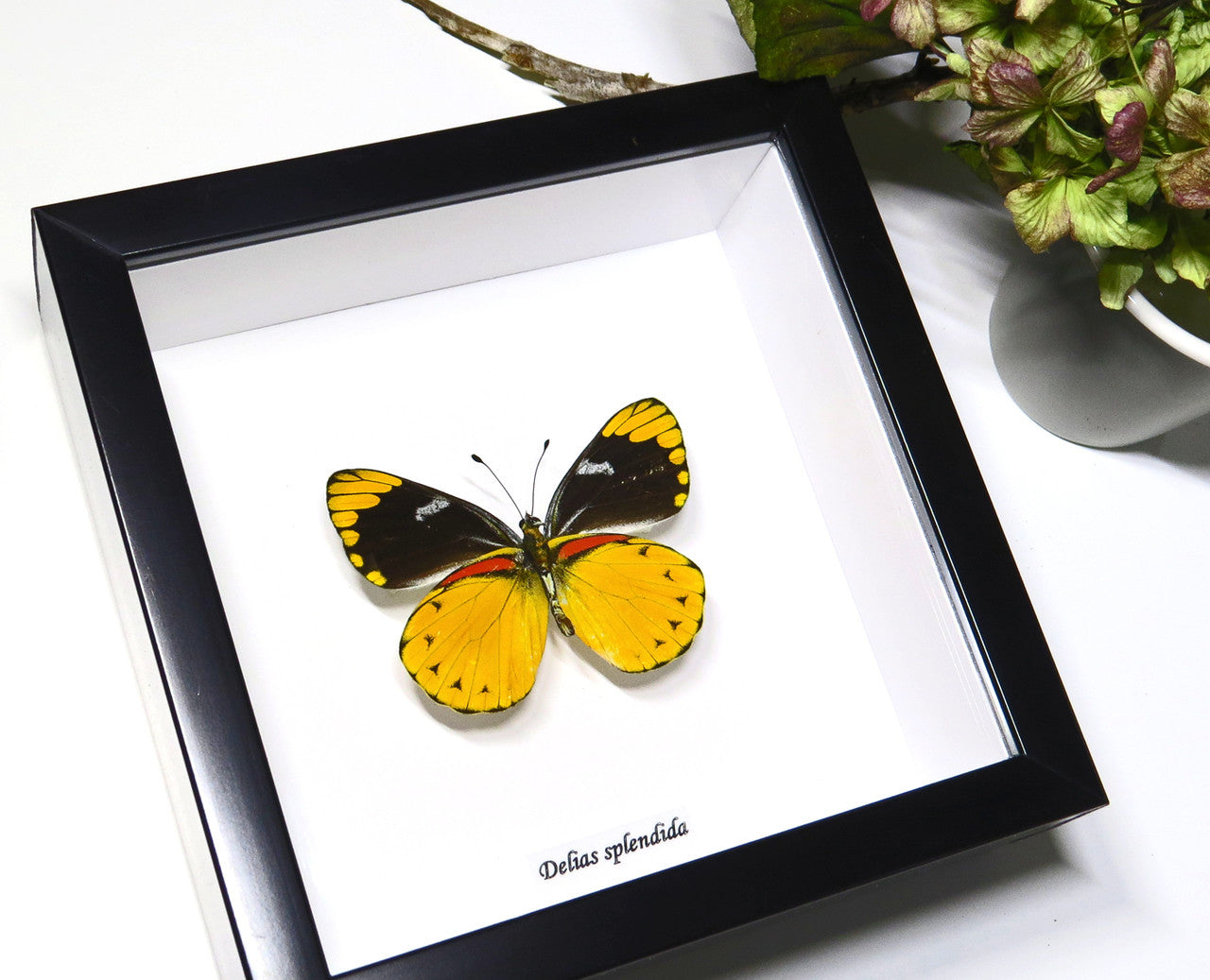 Real butterfly Delias splendida Bits & Bugs 