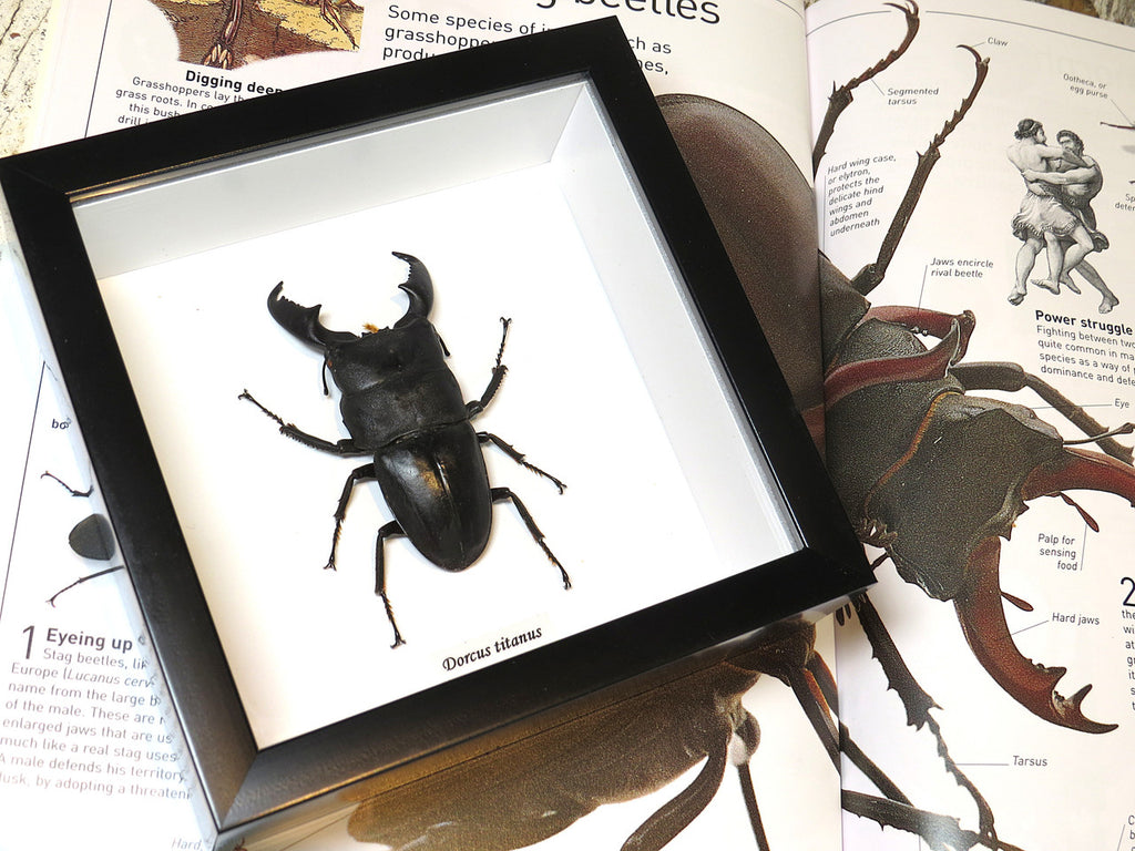 Dorcus titanus