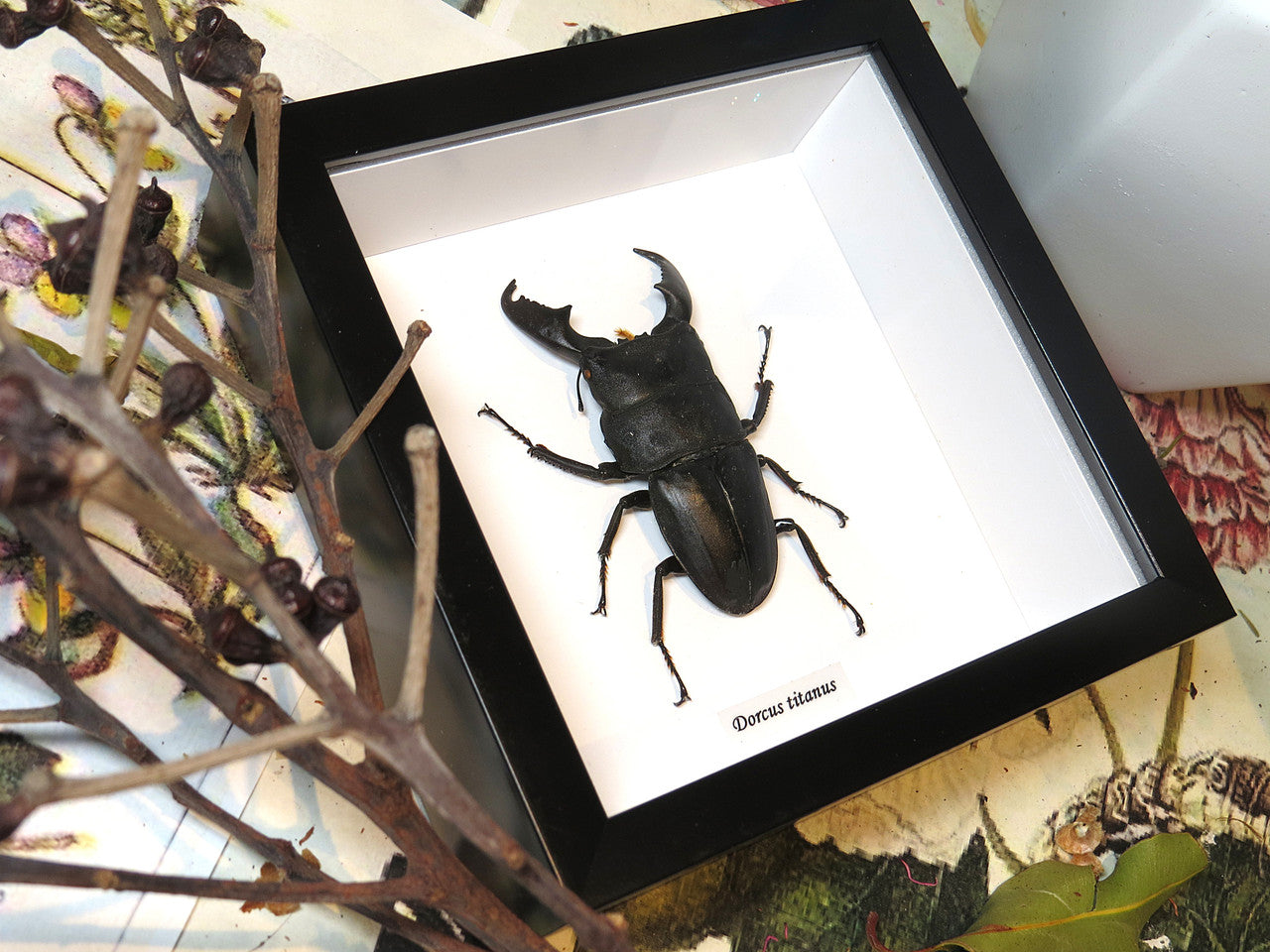 Dorcus titanus