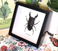 Dorcus titanus