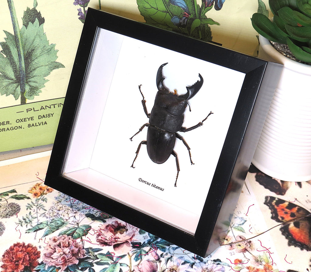 Dorcus titanus