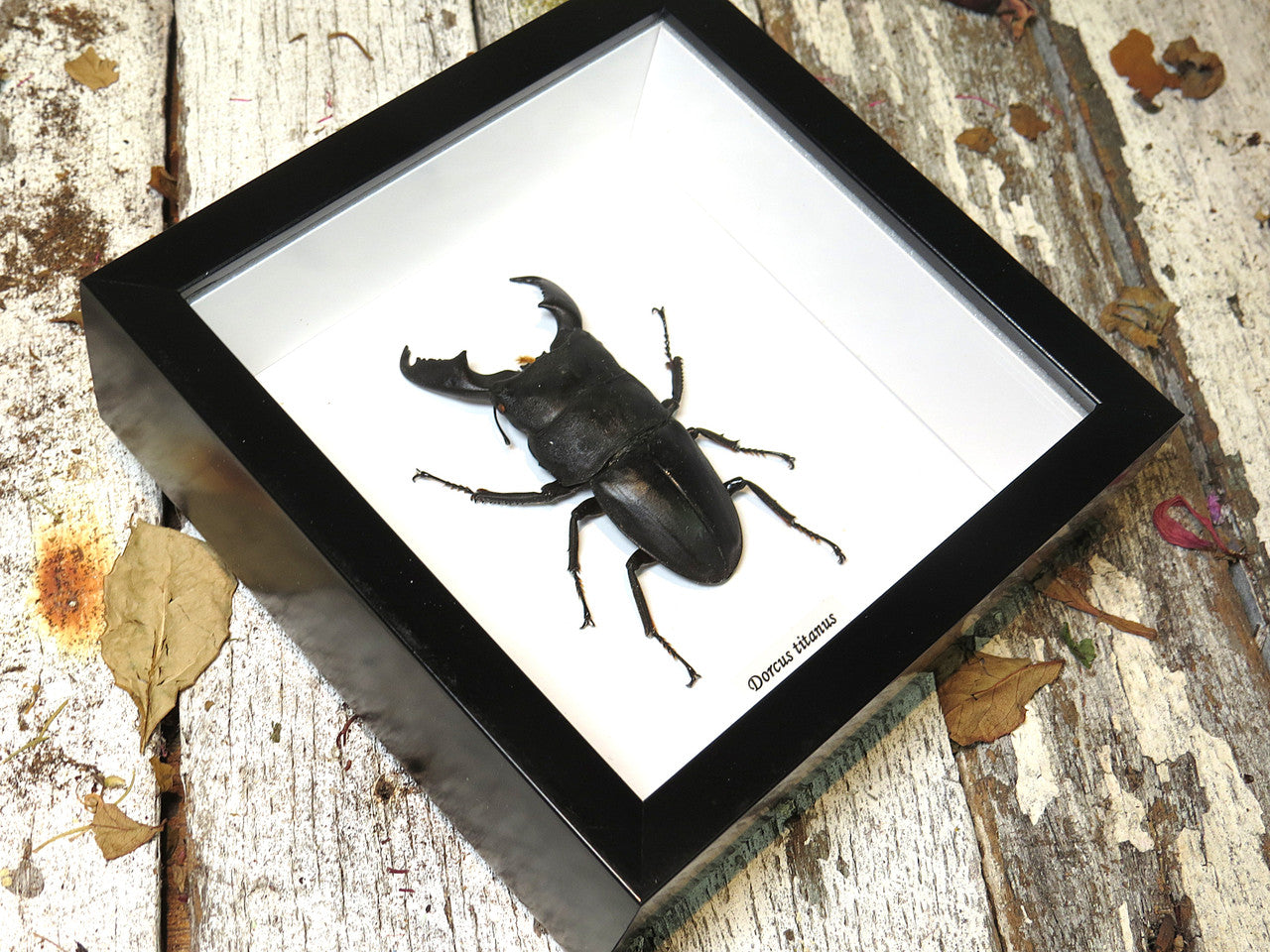 Dorcus titanus