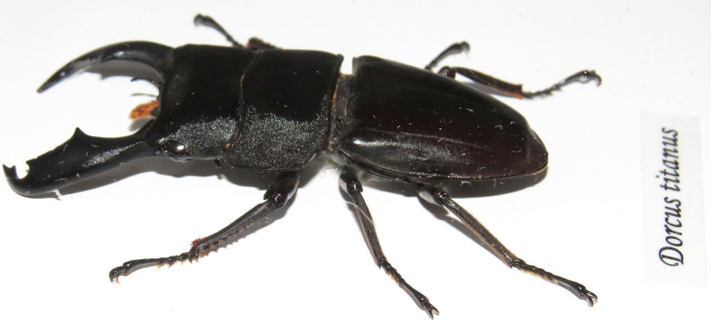 Dorcus titanus