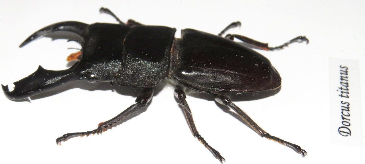 Dorcus titanus
