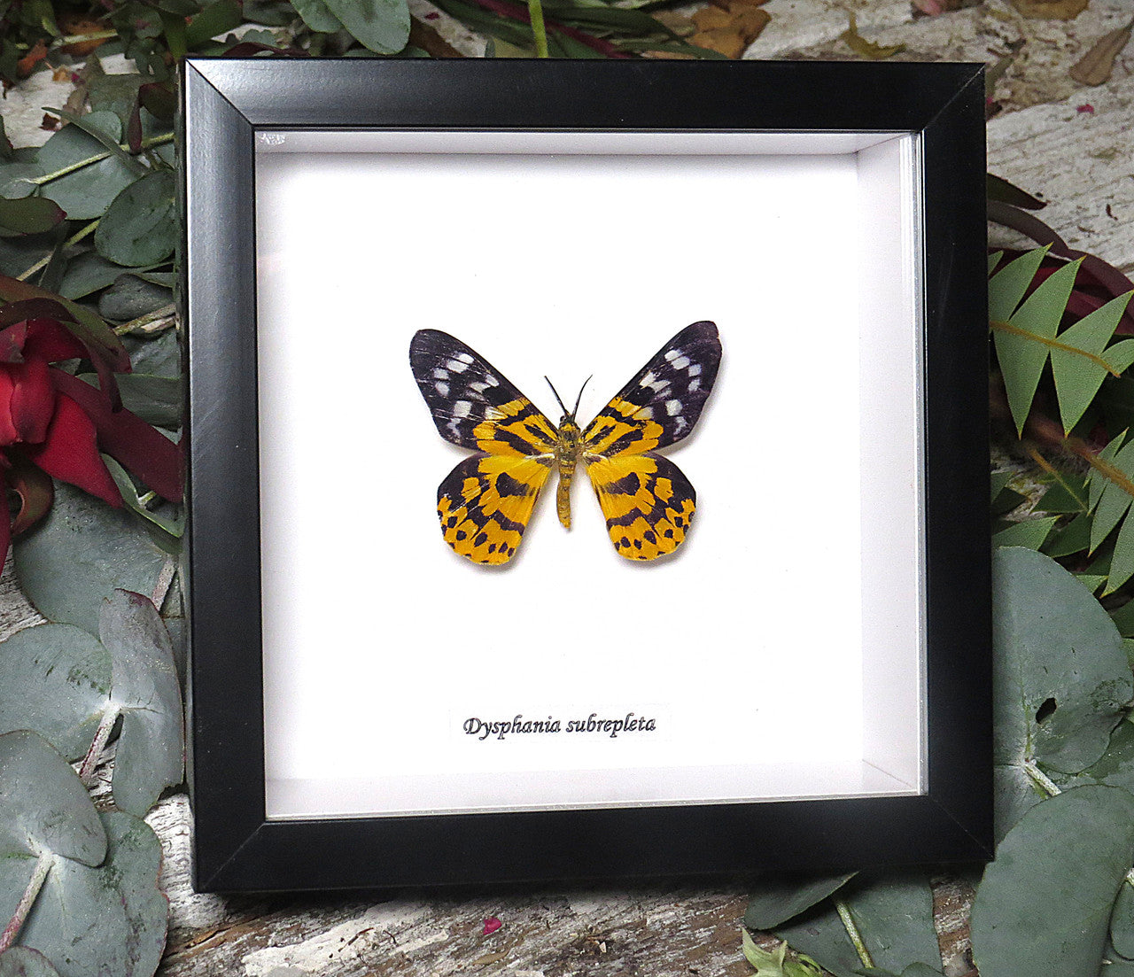 Dysphania subrepleta