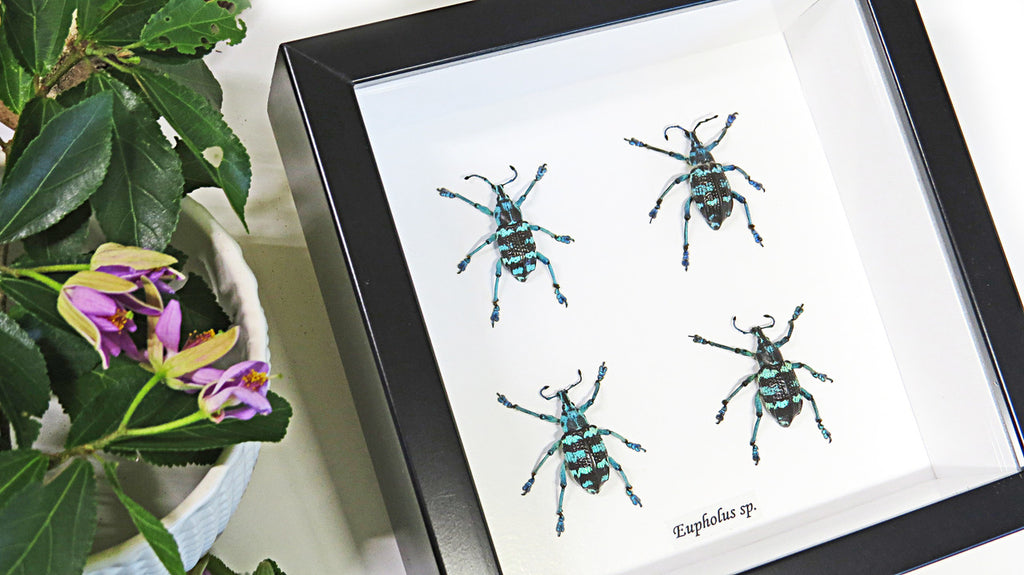 Taxidermy Beetle Eupholeus bennetti Bits & Bugs