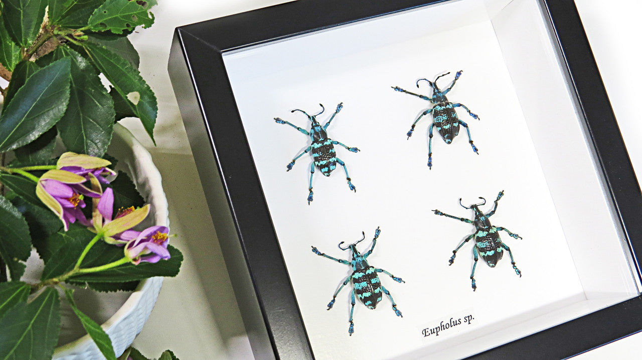 Taxidermy Beetle Eupholeus bennetti Bits & Bugs
