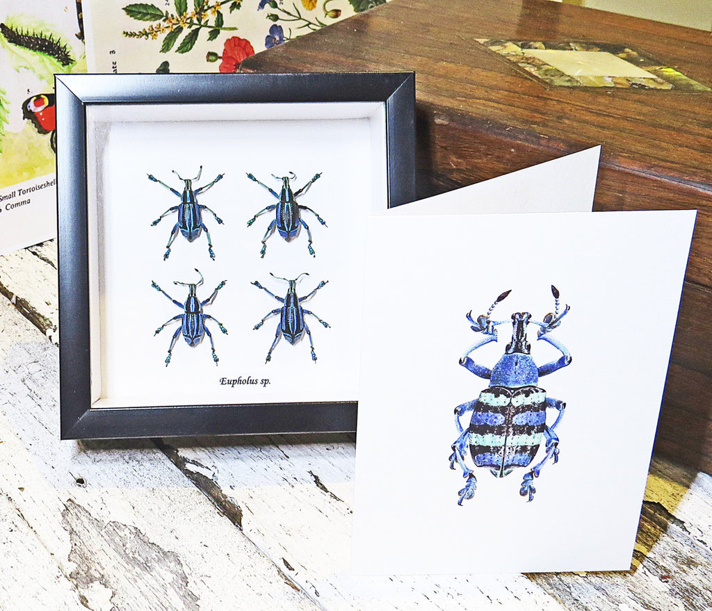 Insect bug bee butterfly dragonfly taxidermy entomology beetle moth