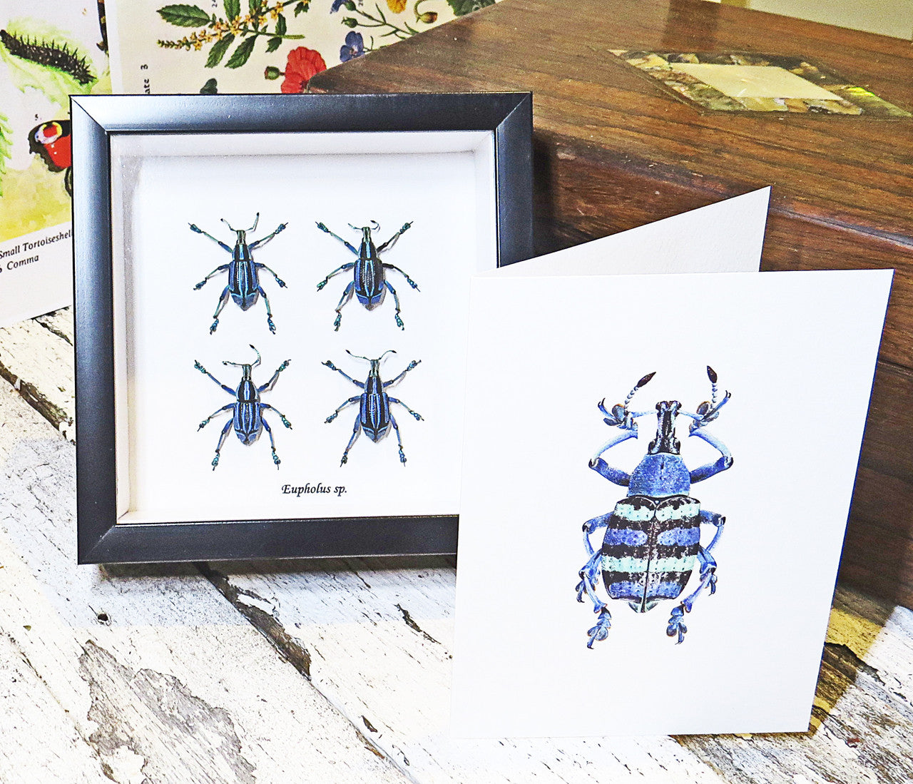 Insect bug bee butterfly dragonfly taxidermy entomology beetle moth