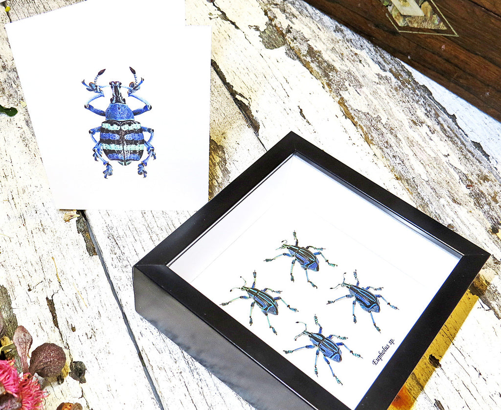 Insect bug bee butterfly dragonfly taxidermy entomology beetle moth