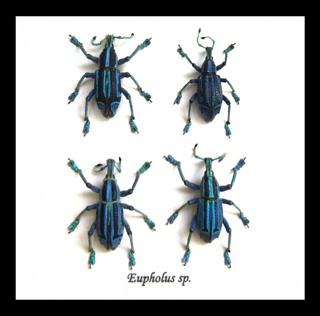 Taxidermy Beetle Eupholeus bennetti Bits & Bugs