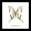 Eurytides agesilaus