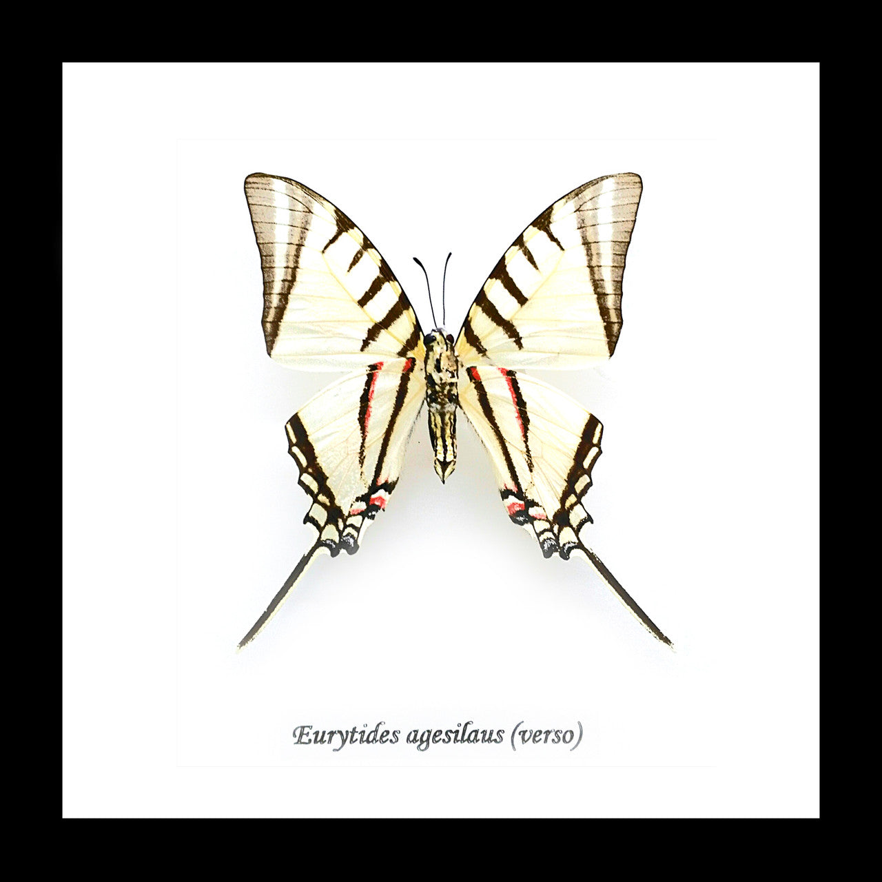 Eurytides agesilaus