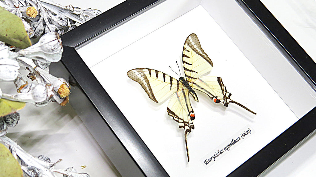 Real butterfly in shadowbox Eurytides agesilaus