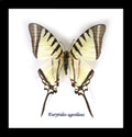 Real butterfly in shadowbox Eurytides agesilaus