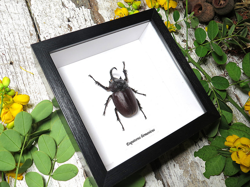Eupatorus birmanicus 