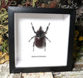Eupatorus birmanicus 