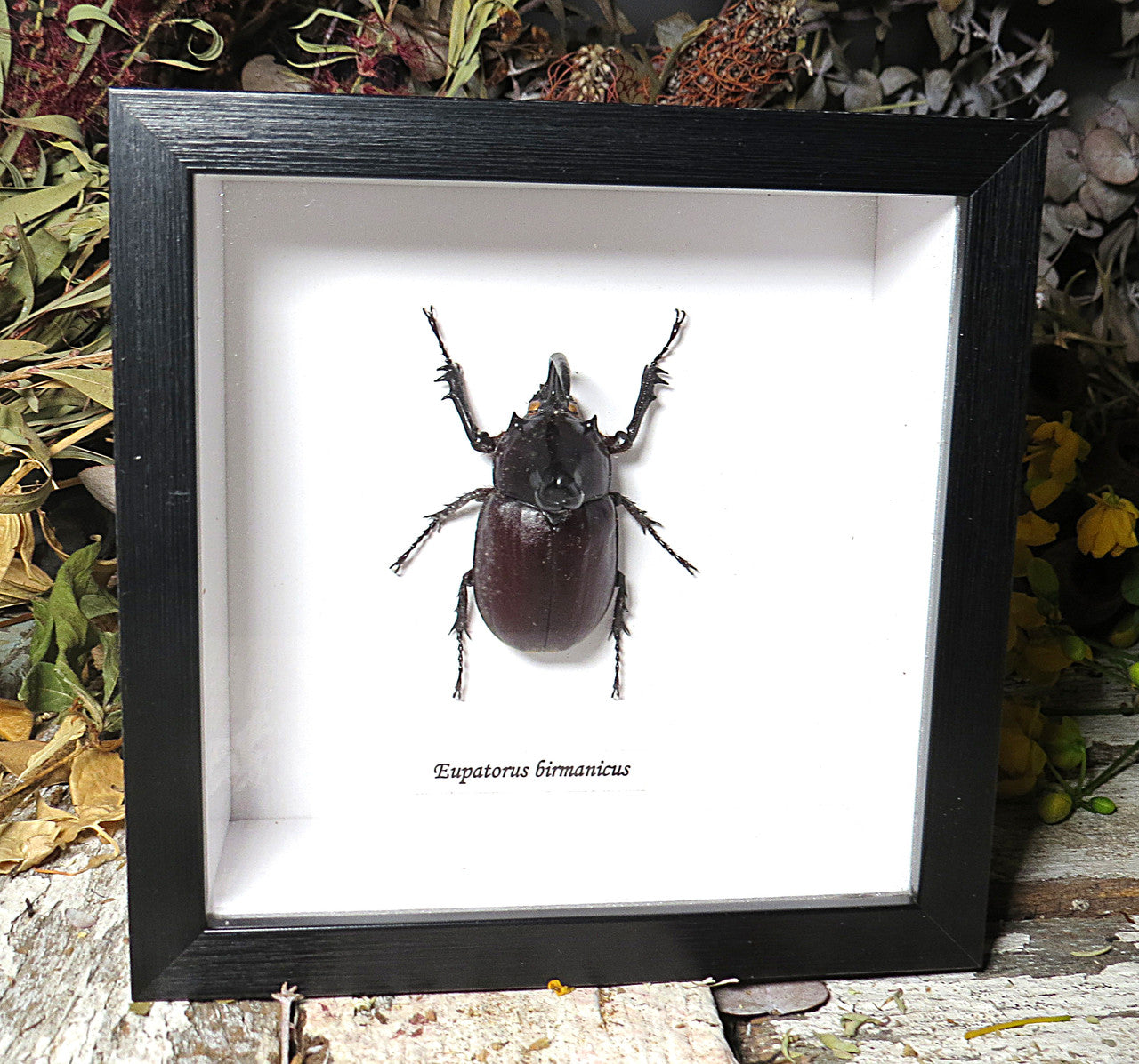 Eupatorus birmanicus 